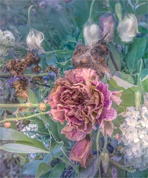 Fading flower and dying leaves_Russell Hynard_set.jpg - set. decay